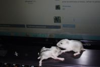 Денис Галушко