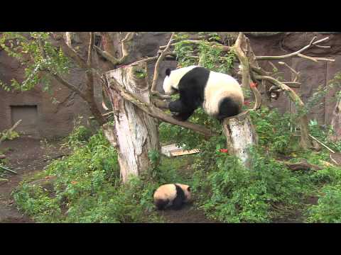 Baby Panda Eats Treats & Cuddles Mom During Public Debut