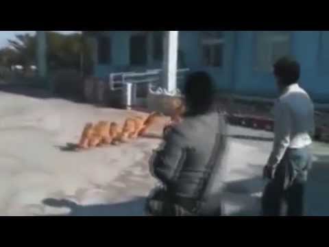 Best Fails Funny Compilation The only baby in the pits and it gets up