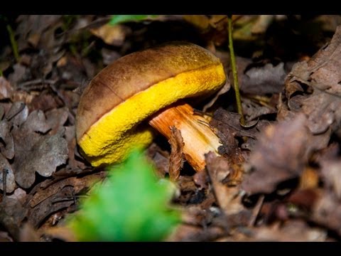 ЯЛТА 2013 - Грибная ПОРА - РЕЦЕПТ ШУРПА по-крымски на ОЗЕРЕ Yalta Crimea 09.10.2013