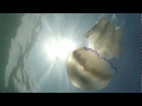 Медуза Корнерот (Rhizostoma pulmo) - черное море 2012.