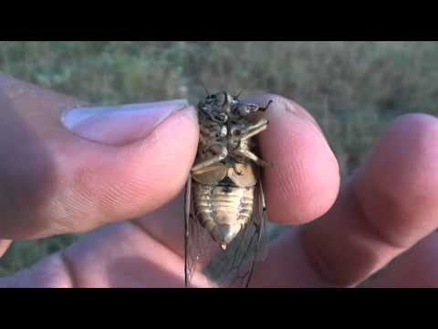 Очень громкая муха!