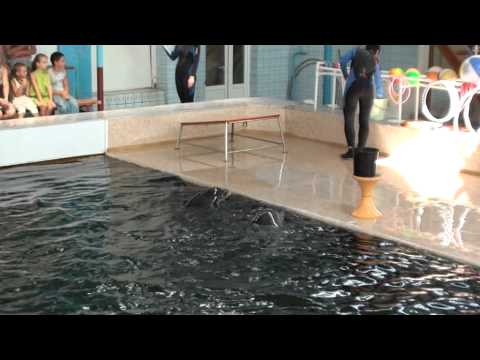 Песня дельфинов. Биостанция, Карадаг.