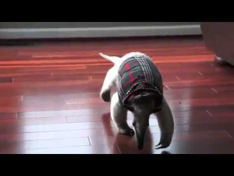 после качалки ворвался домой