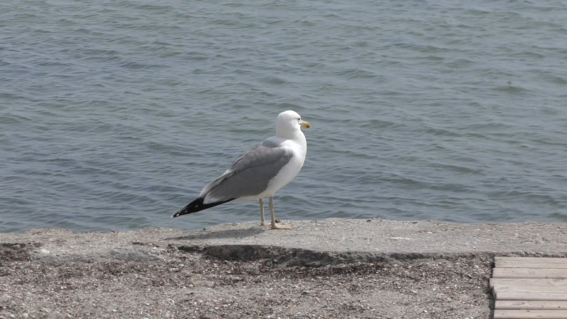 Морской сезон 2015 г. Скадовск , пляж на окраине , детский пляж ( Южный пляж ) онлайн