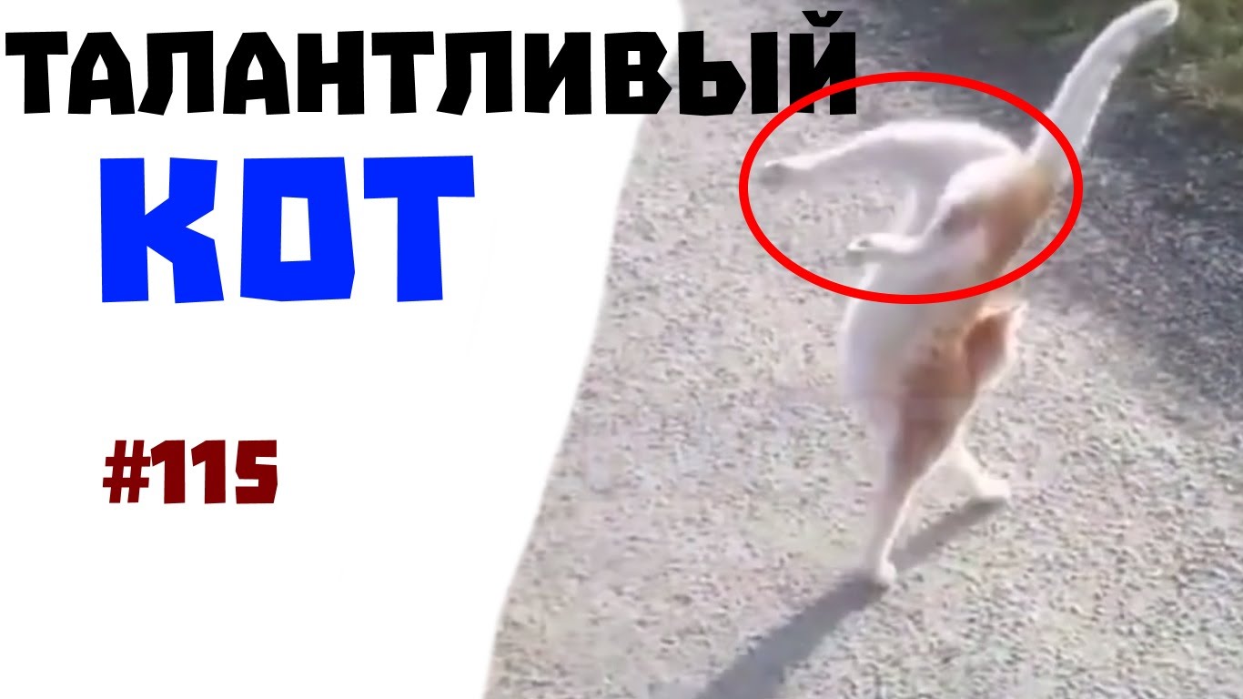 ПРИКОЛЫ 2015 Coub прикол 2015 ржака приколы #115 жесткий