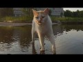 Супер Кот Иисус - смело ходит по воде / Super Jesus cat - walks on water. Kafatour